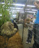 A typical barnyard animal: the emu