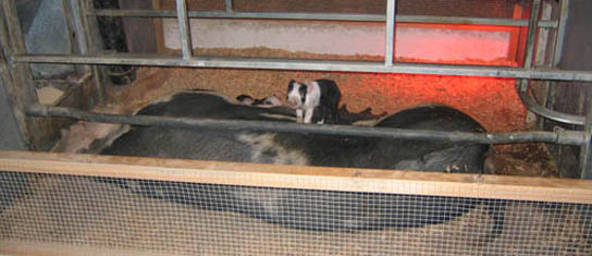 25.adorablepiglet