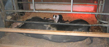 25.adorablepiglet