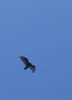 168.climbing hawk
